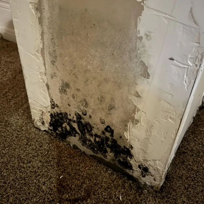 Professional Mold Removal in Passapatanzy, VA